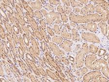 KIAA1958 Antibody - Immunochemical staining of human KIAA1958 in human kidney with rabbit polyclonal antibody at 1:100 dilution, formalin-fixed paraffin embedded sections.