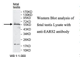KIAA1970 / EARS2 Antibody