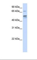 KIAA1970 / EARS2 Antibody - 721_B cell lysate. Antibody concentration: 1.0 ug/ml. Gel concentration: 12%.  This image was taken for the unconjugated form of this product. Other forms have not been tested.