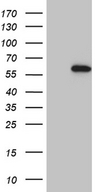 KIAA1970 / EARS2 Antibody - HEK293T cells were transfected with the pCMV6-ENTRY control. (Left lane) or pCMV6-ENTRY EARS2. (Right lane) cDNA for 48 hrs and lysed. Equivalent amounts of cell lysates. (5 ug per lane) were separated by SDS-PAGE and immunoblotted with anti-EARS2. (1:2000)