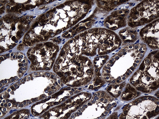 KIAA1970 / EARS2 Antibody - Immunohistochemical staining of paraffin-embedded Human Kidney tissue within the normal limits using anti-EARS2 mouse monoclonal antibody. (Heat-induced epitope retrieval by 1mM EDTA in 10mM Tris buffer. (pH8.5) at 120°C for 3 min. (1:500)
