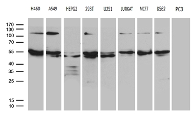 KIAA1970 / EARS2 Antibody - Western blot analysis of extracts. (35ug) from 9 different cell lines by using anti-EARS2 monoclonal antibody. (1:500)