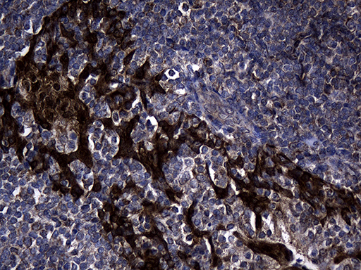 KIAA1970 / EARS2 Antibody - Immunohistochemical staining of paraffin-embedded Human tonsil within the normal limits using anti-EARS2 mouse monoclonal antibody. (Heat-induced epitope retrieval by 1mM EDTA in 10mM Tris buffer. (pH8.5) at 120°C for 3 min. (1:500)