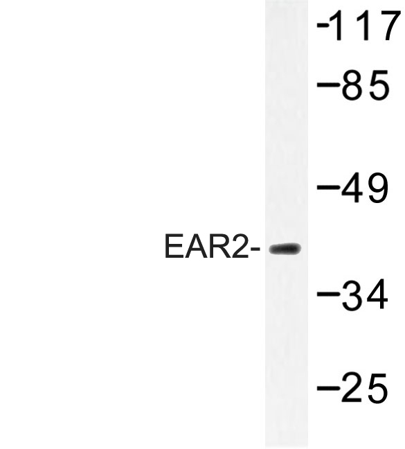 KIAA1970 / EARS2 Antibody - Western blot of EAR2 (S40) pAb in extracts from HeLa cells.