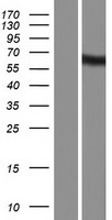 KIAA1970 / EARS2 Protein - Western validation with an anti-DDK antibody * L: Control HEK293 lysate R: Over-expression lysate