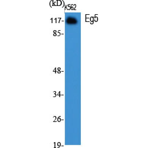 KIF11 / EG5 Antibody - Western blot of Eg5 antibody