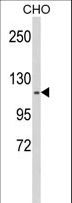KIF11 / EG5 Antibody - Western blot of KIF11 Antibody in CHO cell line lysates (35 ug/lane). KIF11 (arrow) was detected using the purified antibody.