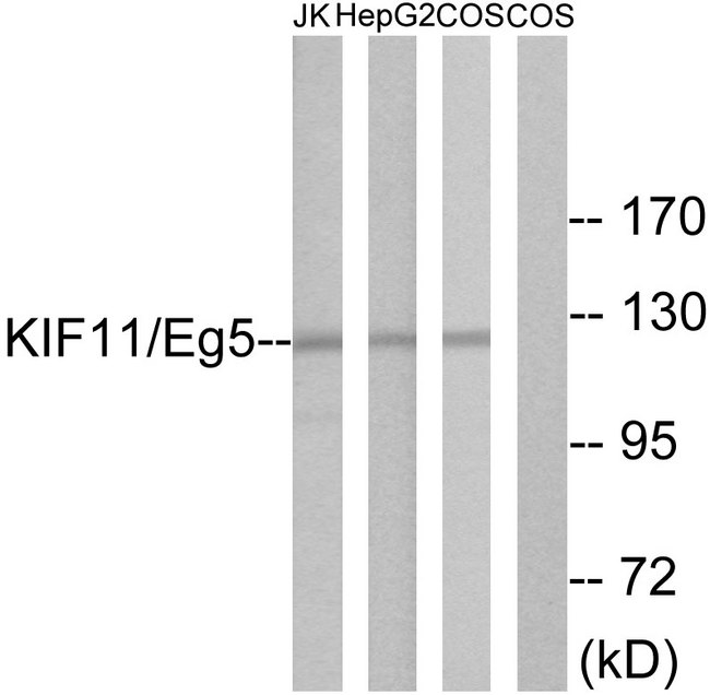 KIF11 / EG5 Antibody - Western blot analysis of lysates from Jurkat, HepG2, and COS cells, using KIF11/Eg5 Antibody. The lane on the right is blocked with the synthesized peptide.