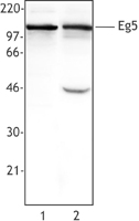 KIF11 / EG5 Antibody - Hela cell extract (Lane 1) or NIH3T3 cell extract (Lane 2) was resolved by electrophoresis, transferred to nitrocellulose and probed with monoclonal anti-Eg5 (Clone 10C7/Eg5) antibody. Proteins were visualized using a goat anti-mouse secondary conjugated.