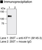 KIF11 / EG5 Antibody