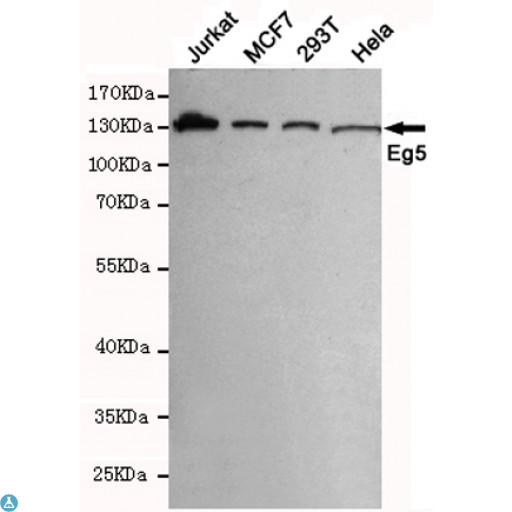 KIF11 / EG5 Antibody - Western blot detection of Eg5 in MCF7, 293T, Jurkat and Hela cell lysates using Eg5 mouse mAb (1:1000 diluted). Predicted band size: 130KDa. Observed band size: 130KDa.
