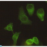 KIF11 / EG5 Antibody - Immunocytochemistry staining of Hela using Eg5 mouse mAb (1:200).