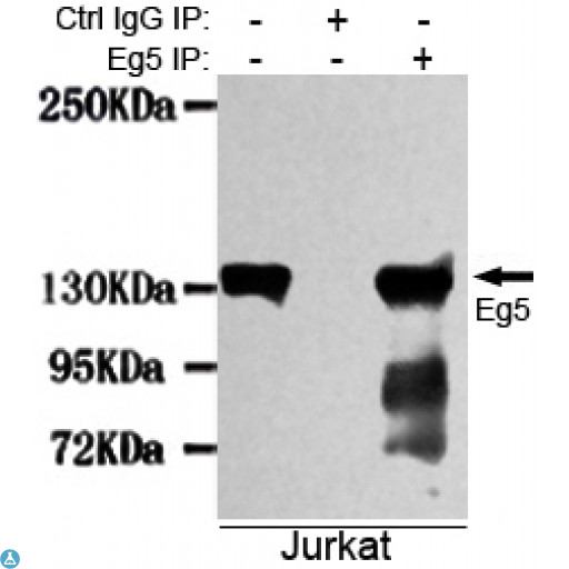 KIF11 / EG5 Antibody - Immunoprecipitation analysis of Jurkat cell lysates using Eg5 mouse mAb.