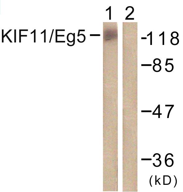 KIF11 / EG5 Antibody - Western blot analysis of extracts from COLO205 cells, using KIF11/Eg5 (Ab-927) antibody.