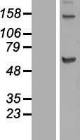 KIF12 Protein - Western validation with an anti-DDK antibody * L: Control HEK293 lysate R: Over-expression lysate