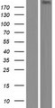 KIF13A Protein - Western validation with an anti-DDK antibody * L: Control HEK293 lysate R: Over-expression lysate