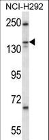 KIF16B Antibody - KIF16b Antibody western blot of NCI-H292 cell line lysates (35 ug/lane). The KIF16b antibody detected the KIF16b protein (arrow).
