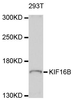 KIF16B Antibody - Western blot analysis of extracts of 293T cells, using KIF16B antibody at 1:1000 dilution. The secondary antibody used was an HRP Goat Anti-Rabbit IgG (H+L) at 1:10000 dilution. Lysates were loaded 25ug per lane and 3% nonfat dry milk in TBST was used for blocking. An ECL Kit was used for detection and the exposure time was 30s.