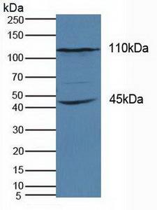 KIF18A Antibody - Western Blot; Sample: Human Hela Cells.