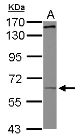 KIF19 Antibody - Sample (30 ug of whole cell lysate) A: HepG2 7.5% SDS PAGE KIF19 antibody diluted at 1:500