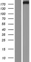 KIF1A Protein - Western validation with an anti-DDK antibody * L: Control HEK293 lysate R: Over-expression lysate