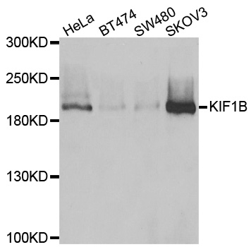 KIF1B / CMT2 Antibody - Western blot analysis of extracts of various cell lines.
