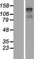 KIF1B / CMT2 Protein - Western validation with an anti-DDK antibody * L: Control HEK293 lysate R: Over-expression lysate