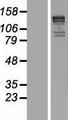 KIF1B / CMT2 Protein - Western validation with an anti-DDK antibody * L: Control HEK293 lysate R: Over-expression lysate