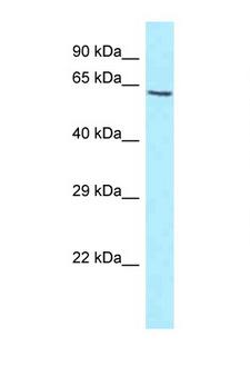 KIF1BP Antibody - KIAA1279 antibody Western blot of HT1080 Cell lysate. Antibody concentration 1 ug/ml.  This image was taken for the unconjugated form of this product. Other forms have not been tested.