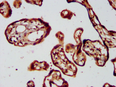 KIF1BP Antibody - Immunohistochemistry image at a dilution of 1:400 and staining in paraffin-embedded human placenta tissue performed on a Leica BondTM system. After dewaxing and hydration, antigen retrieval was mediated by high pressure in a citrate buffer (pH 6.0) . Section was blocked with 10% normal goat serum 30min at RT. Then primary antibody (1% BSA) was incubated at 4 °C overnight. The primary is detected by a biotinylated secondary antibody and visualized using an HRP conjugated SP system.