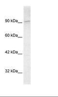 KIF1C Antibody - Hela Cell Lysate.  This image was taken for the unconjugated form of this product. Other forms have not been tested.