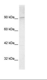 KIF1C Antibody - Hela Cell Lysate.  This image was taken for the unconjugated form of this product. Other forms have not been tested.