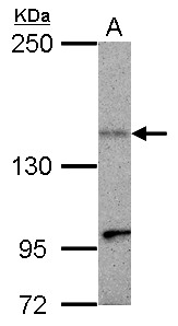 KIF1C Antibody - Sample (30 ug of whole cell lysate) A: HepG2 5% SDS PAGE KIF1C antibody diluted at 1:500