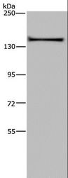 KIF1C Antibody - Western blot analysis of A549 cell, using KIF1C Polyclonal Antibody at dilution of 1:200.
