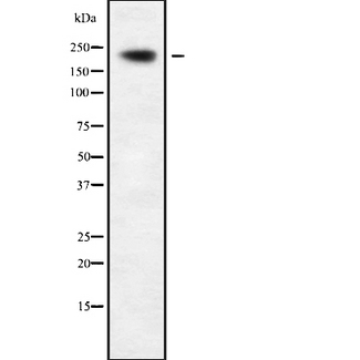 KIF20B Antibody - Western blot analysis of MPP1 using RAW264.7 whole cells lysates