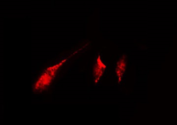 KIF20B Antibody - Staining A549 cells by IF/ICC. The samples were fixed with PFA and permeabilized in 0.1% Triton X-100, then blocked in 10% serum for 45 min at 25°C. The primary antibody was diluted at 1:200 and incubated with the sample for 1 hour at 37°C. An Alexa Fluor 594 conjugated goat anti-rabbit IgG (H+L) Ab, diluted at 1/600, was used as the secondary antibody.