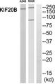KIF20B Antibody - Western blot analysis of extracts from A549 cells and RAW264.7 cell, using KIF20B antibody.