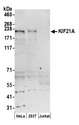 KIF21A Antibody - Detection of human KIF21A by western blot. Samples: Whole cell lysate (50 µg) from HeLa, HEK293T, and Jurkat cells prepared using NETN lysis buffer. Antibody: Affinity purified rabbit anti-KIF21A antibody used for WB at 0.1 µg/ml. Detection: Chemiluminescence with an exposure time of 3 minutes.