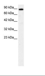KIF21A Antibody - Fetal Brain Lysate.  This image was taken for the unconjugated form of this product. Other forms have not been tested.