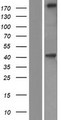 KIF21B Protein - Western validation with an anti-DDK antibody * L: Control HEK293 lysate R: Over-expression lysate