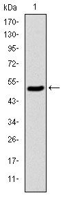 KIF22 / OBP Antibody - KID Antibody in Western Blot (WB)