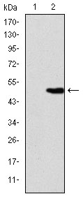 KIF22 / OBP Antibody - Western blot using KID monoclonal antibody against HEK293 (1) and KID(AA: 225-419)-hIgGFc transfected HEK293 (2) cell lysate.