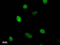 KIF22 / OBP Antibody - Immunostaining analysis in HeLa cells. HeLa cells were fixed with 4% paraformaldehyde and permeabilized with 0.1% Triton X-100 in PBS. The cells were immunostained with anti-KIF22 mAb.