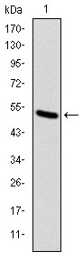 KIF22 / OBP Antibody - Western blot using KID monoclonal antibody against human KID (AA: 225-419) recombinant protein. (Expected MW is 47 kDa)