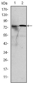 KIF22 / OBP Antibody - Western blot using KID mouse monoclonal antibody against MCF-7 (1) and HeLa (2) cell lysate.