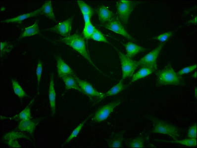 KIF22 / OBP Antibody - Immunofluorescence staining of NIH/3T3 cells at a dilution of 1:133, counter-stained with DAPI. The cells were fixed in 4% formaldehyde, permeabilized using 0.2% Triton X-100 and blocked in 10% normal Goat Serum. The cells were then incubated with the antibody overnight at 4 °C.The secondary antibody was Alexa Fluor 488-congugated AffiniPure Goat Anti-Rabbit IgG (H+L) .