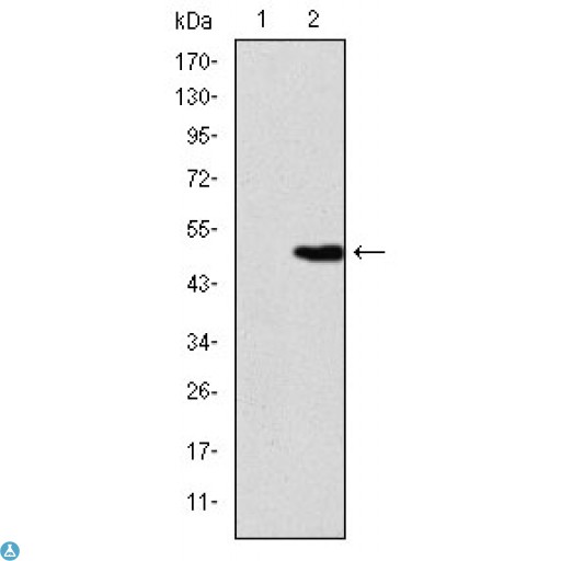 KIF22 / OBP Antibody - Western Blot (WB) analysis using KID Monoclonal Antibody against HEK293 (1) and KID-hIgGFc transfected HEK293 (2) cell lysate.