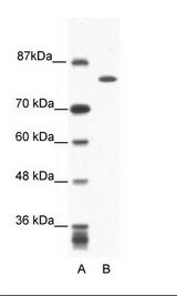 KIF23 / MKLP1 Antibody - A: Marker, B: Jurkat Cell Lysate.  This image was taken for the unconjugated form of this product. Other forms have not been tested.
