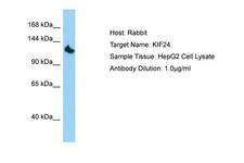 KIF24 Antibody -  This image was taken for the unconjugated form of this product. Other forms have not been tested.