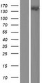KIF24 Protein - Western validation with an anti-DDK antibody * L: Control HEK293 lysate R: Over-expression lysate